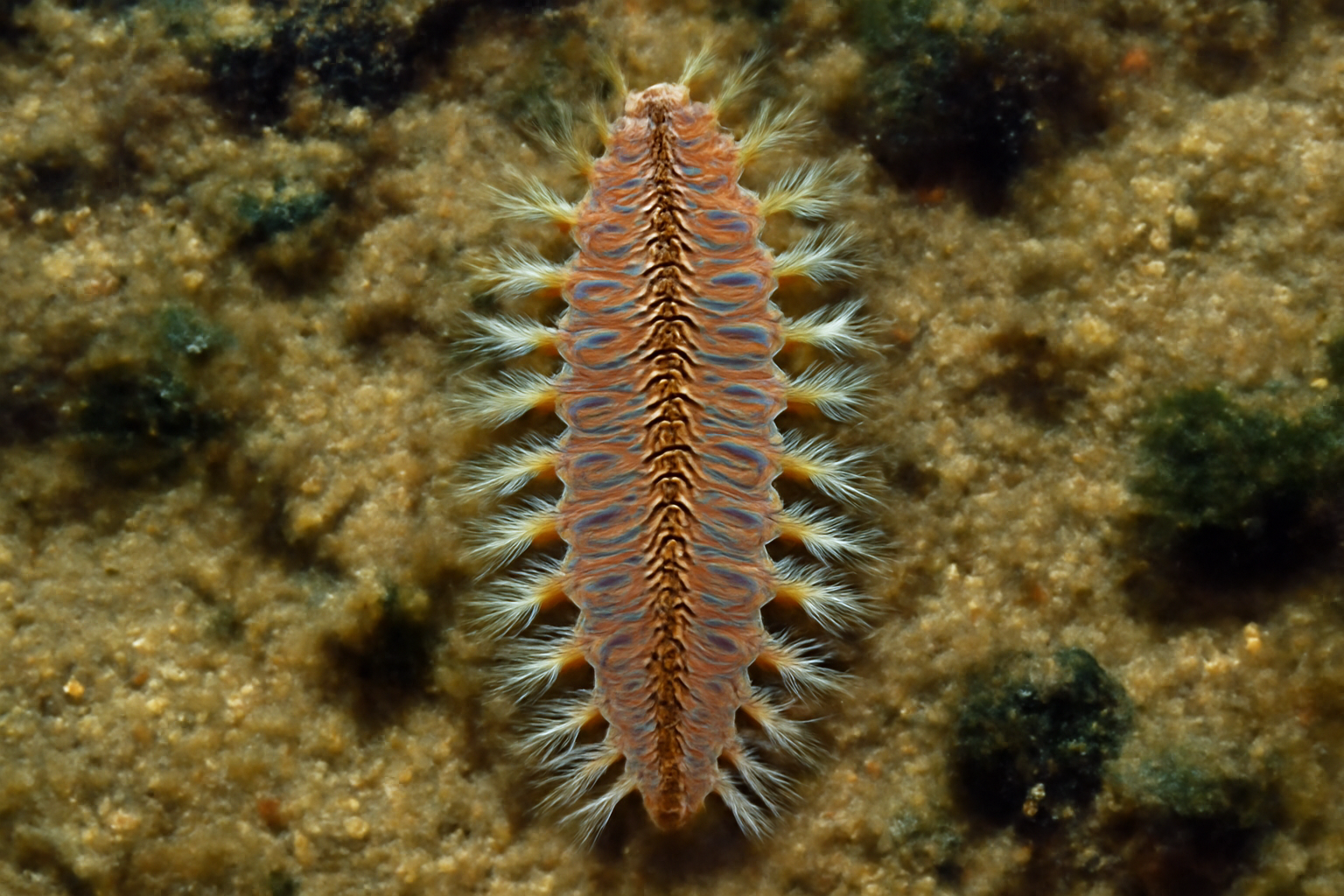 Ijimaiella ornata