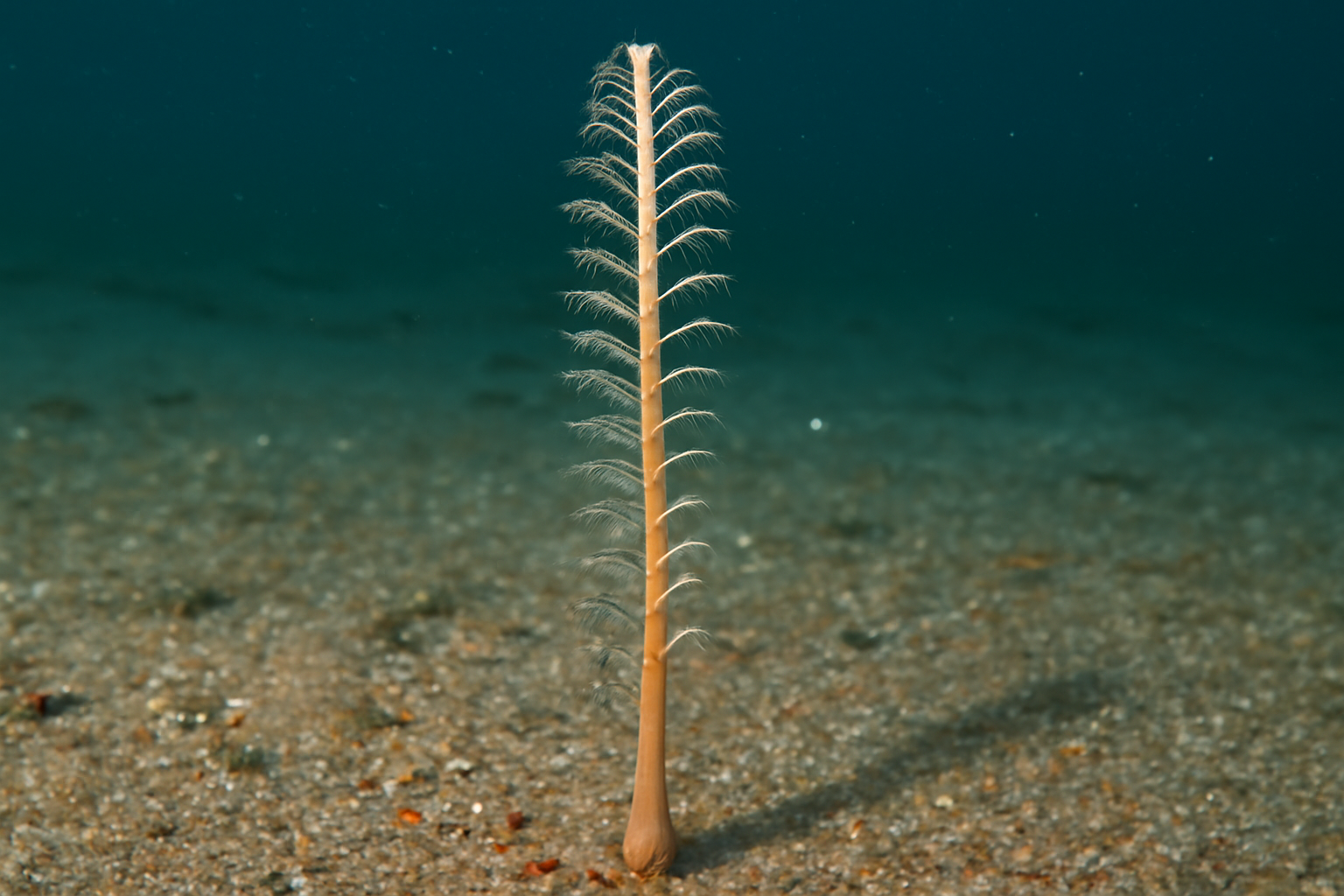 Slender Sea Pen