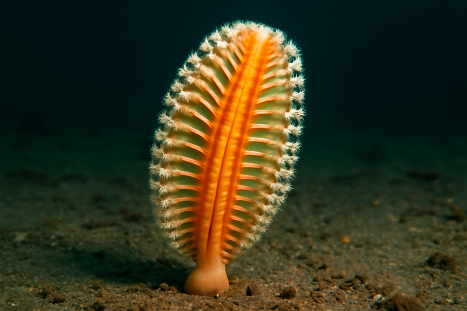 Grooved Sea Pen