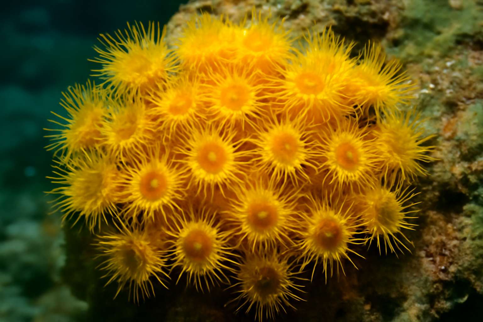 Yellow Wall Coral