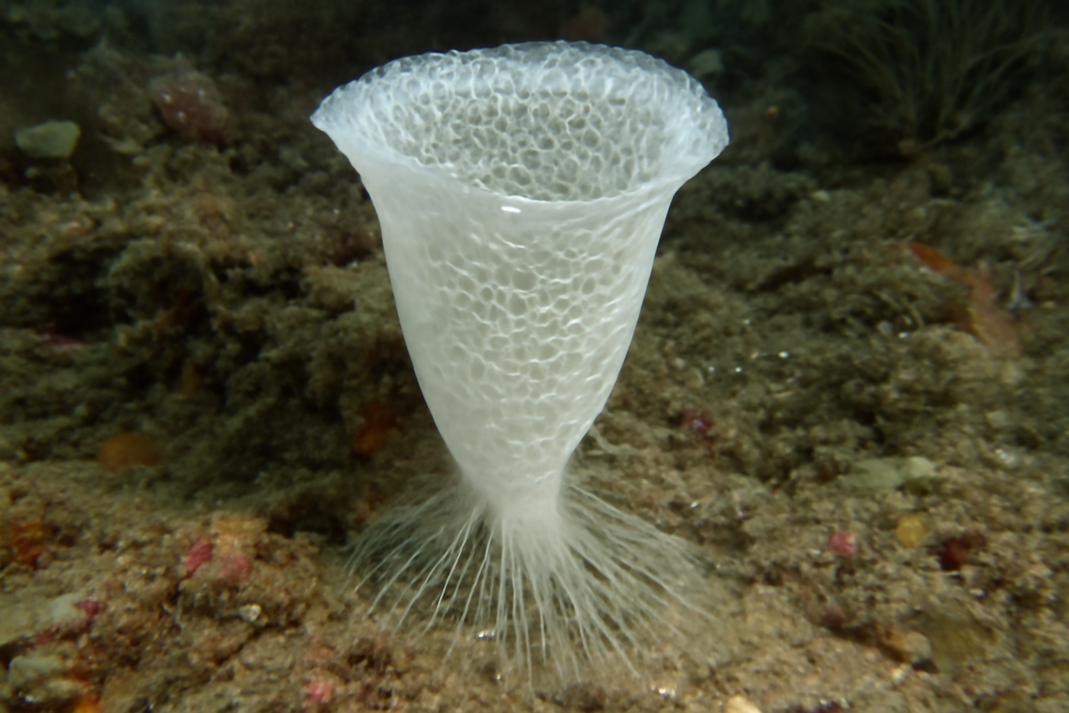 Rhabdopectella victori