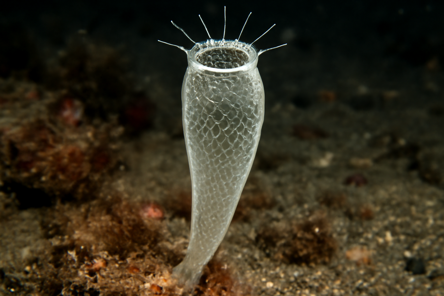 Rhabdopectella lateolabecula