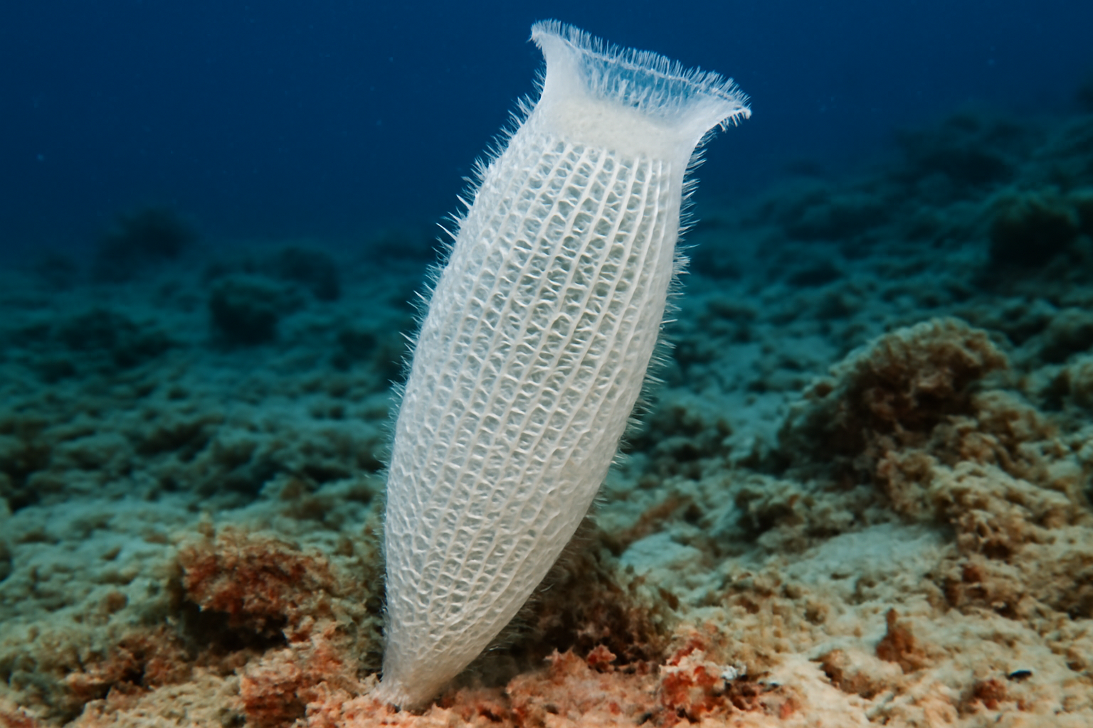Symplectella Strand