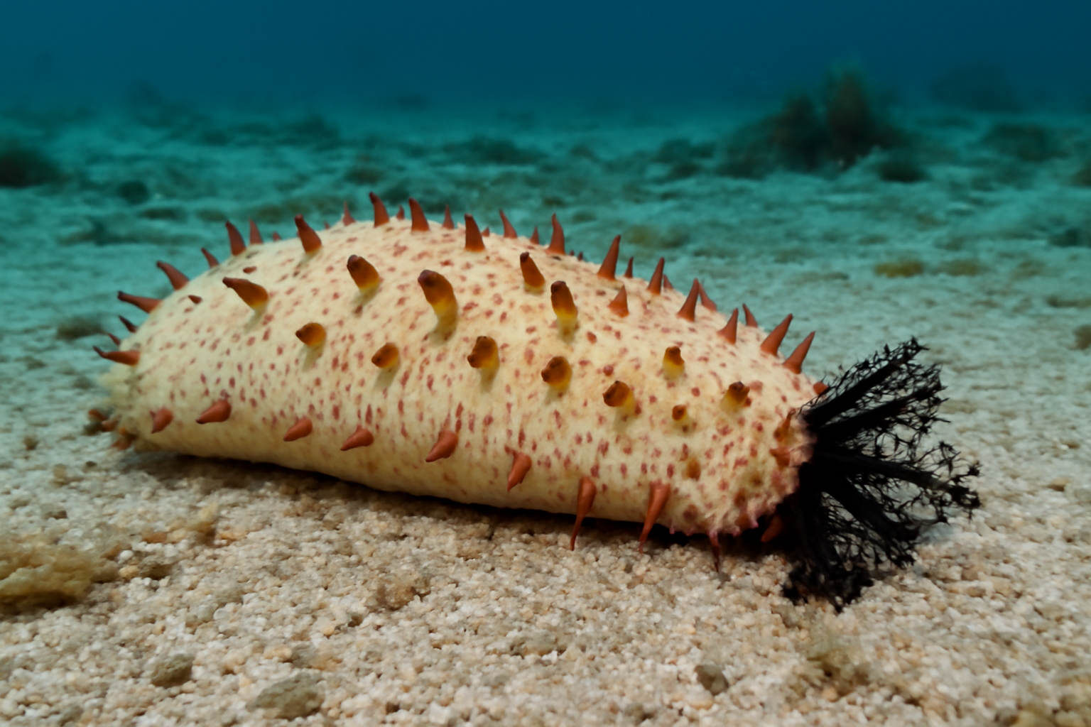 Walter's Sea Cucumber