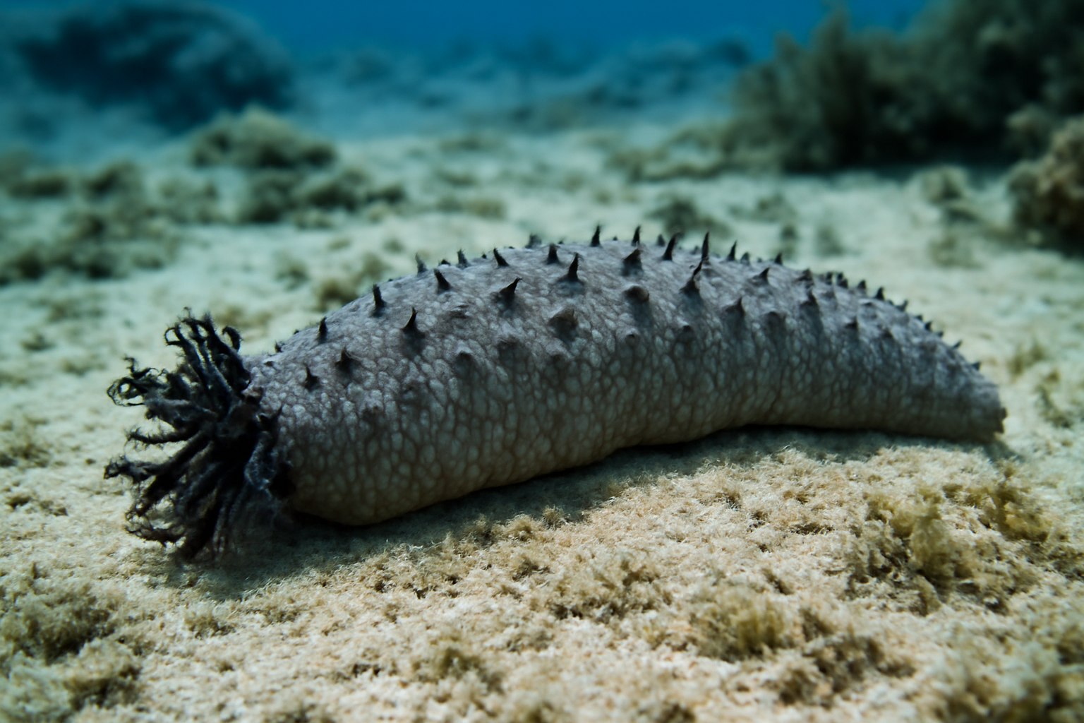 Grey Sea Cucumber