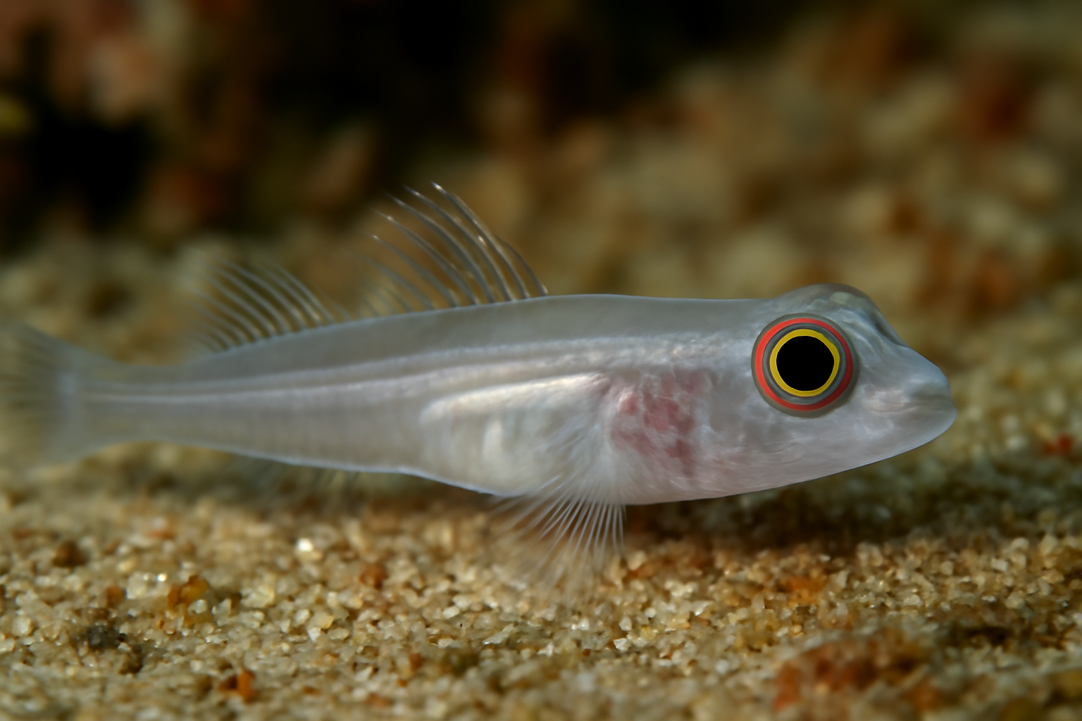 Transparent Goby