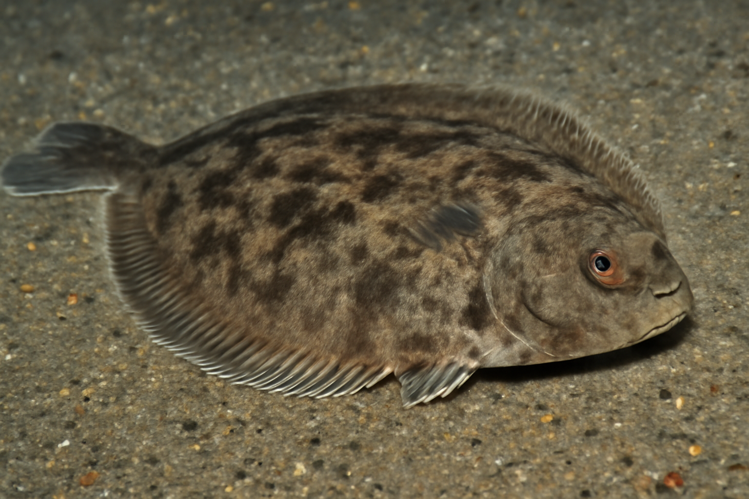 Pacific Sand Sole