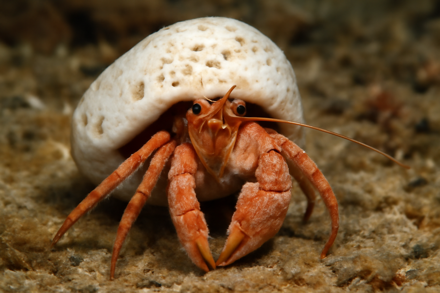 Eurete's Hermit Crab