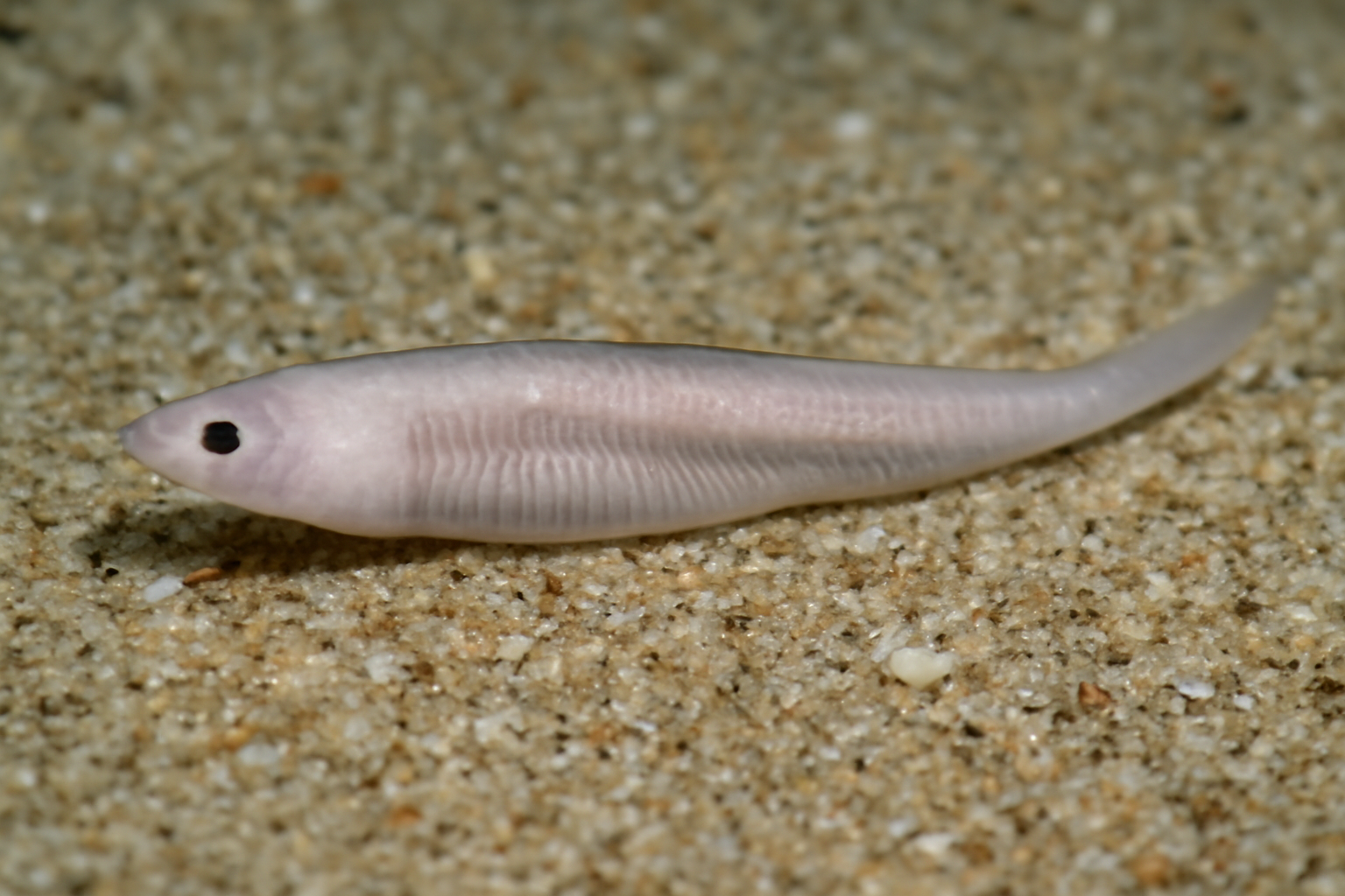 Ijima's lancelet