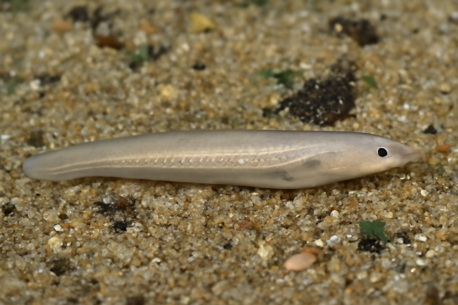 Dwarf lancelet