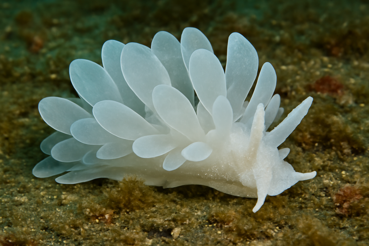 Unfortunately, there is no marine species that belong to the genus Leucopsacidae