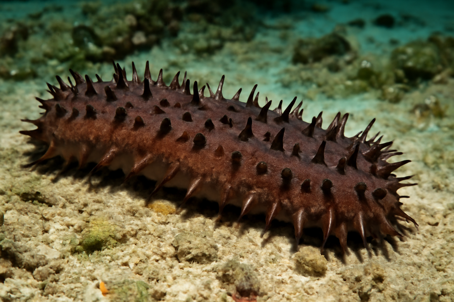 Thick-Spined Sea Cucumber