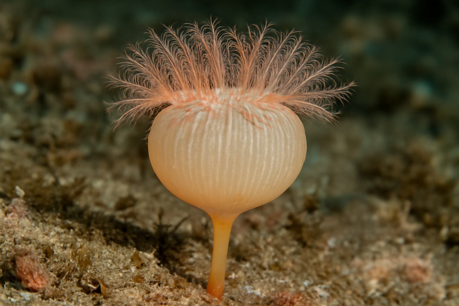 Saccocalyx pedunculatus