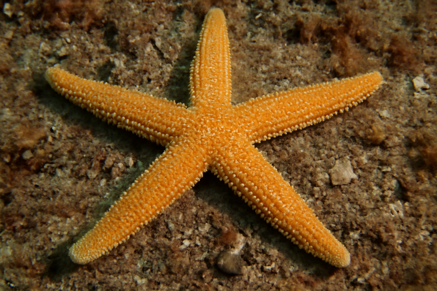 Trichasterina Starfish