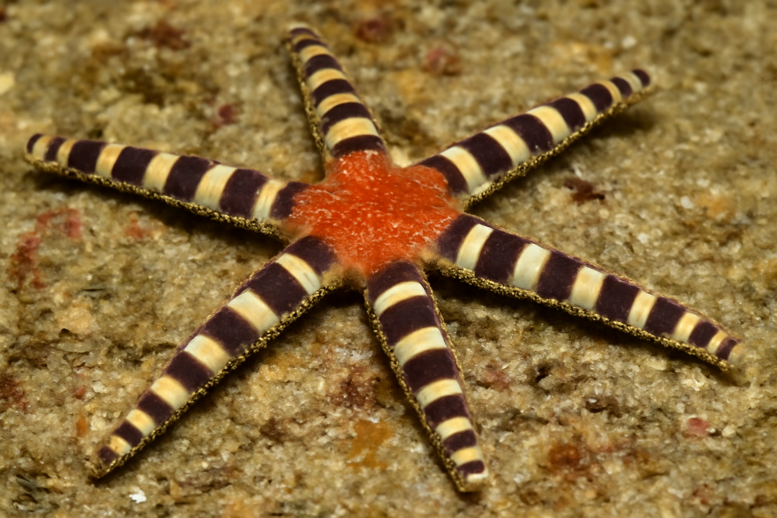 Banded Trichasterina