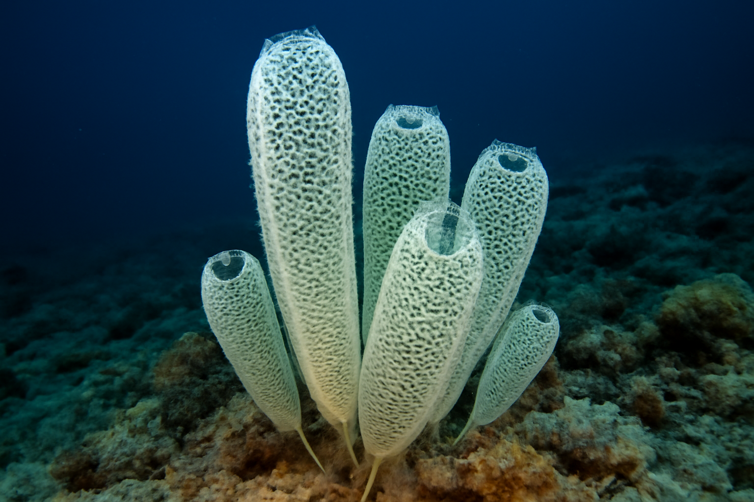 Japanese Glass Rope Sponge