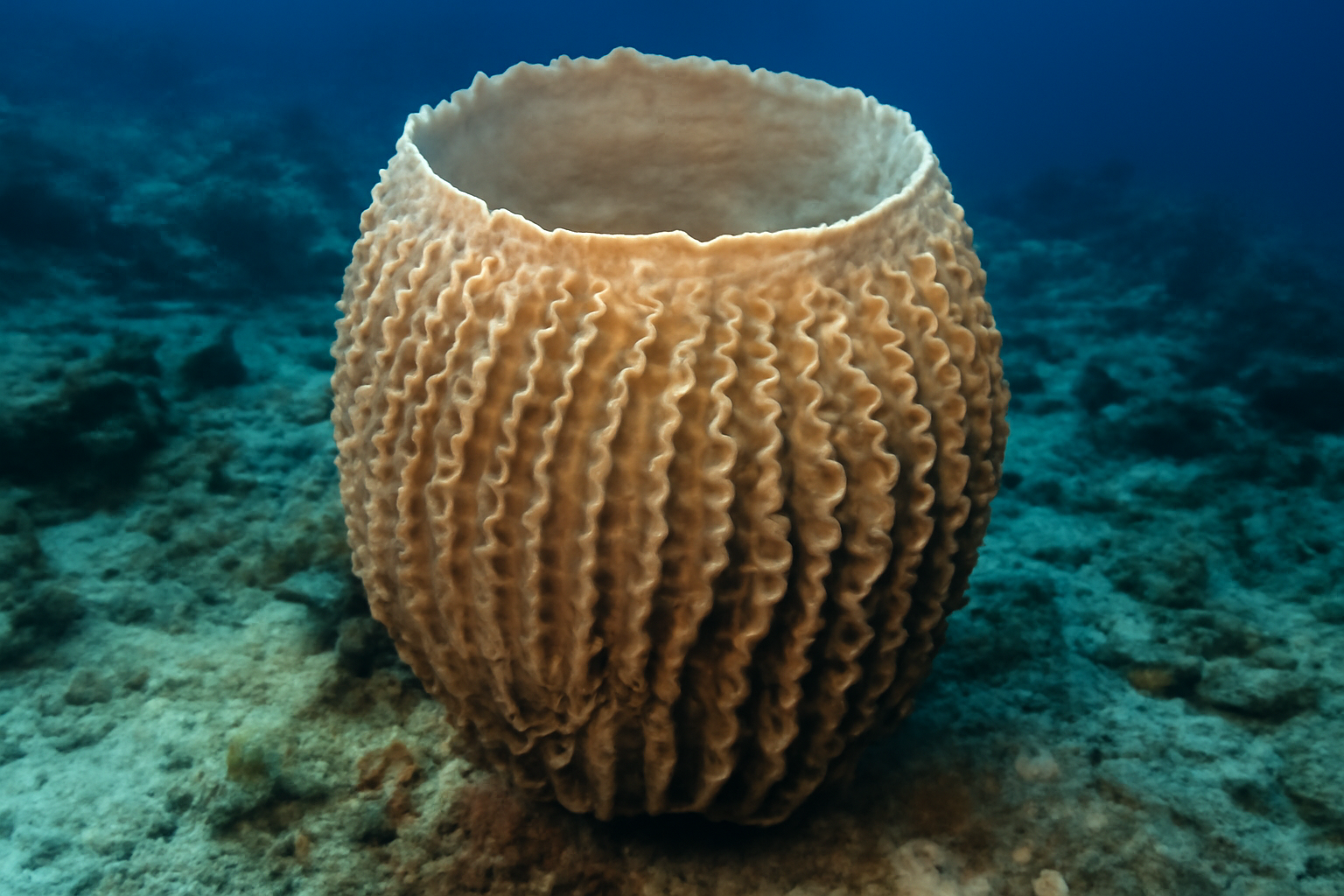 Giant Beehive Sponge