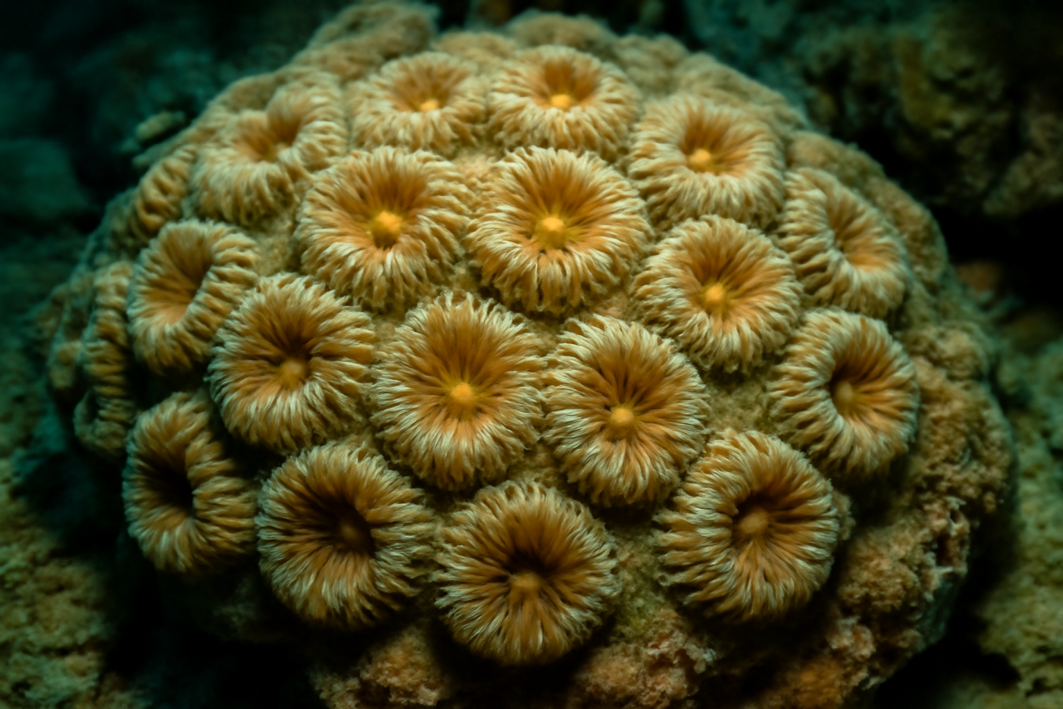 Great Star Coral