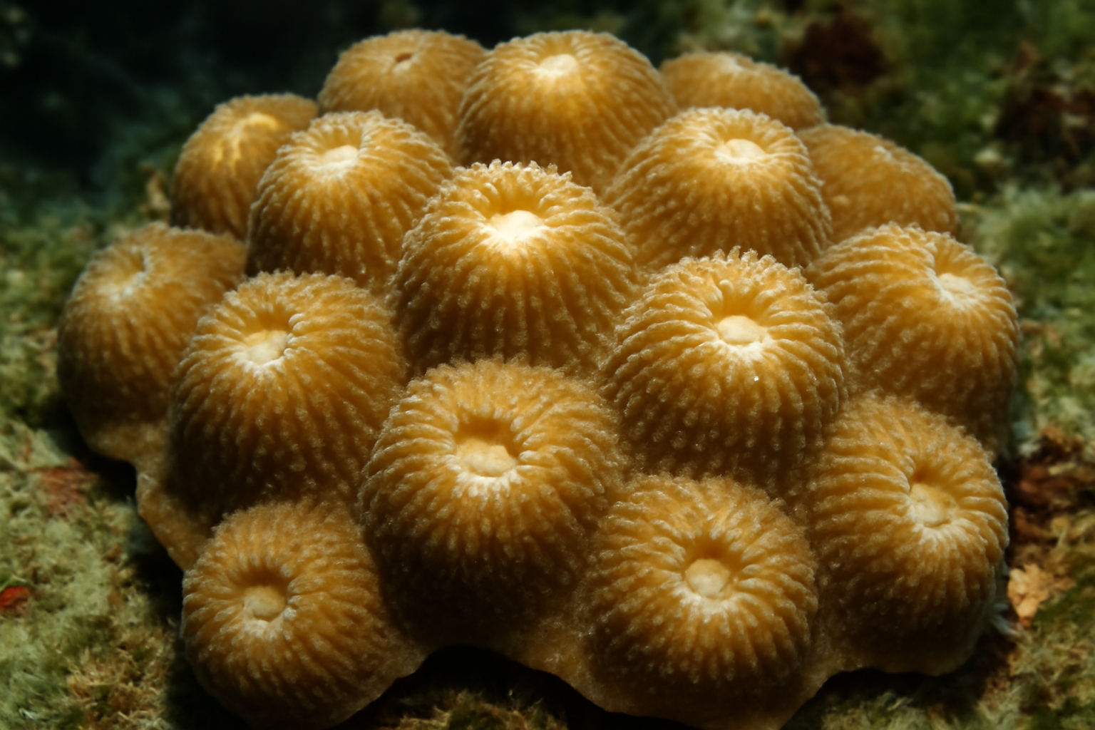 Mountainous Star Coral