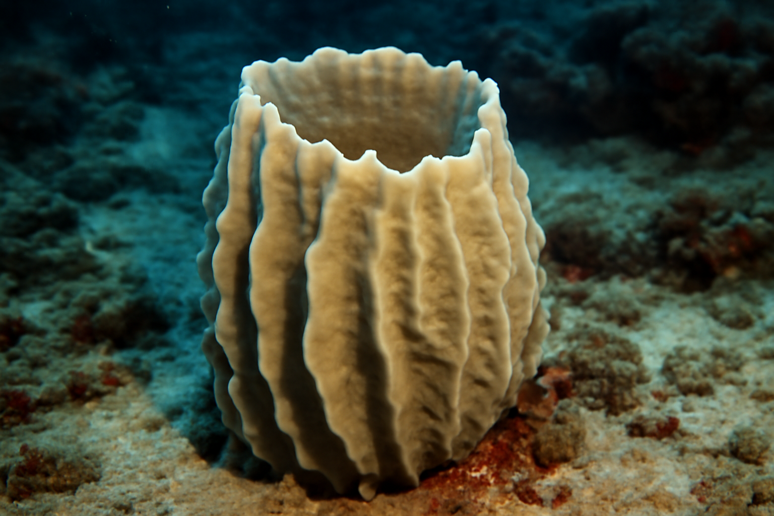 Mountain Sponge