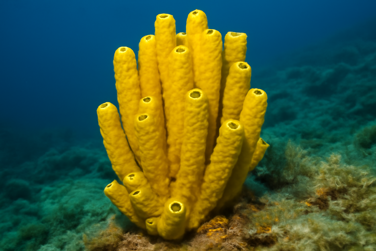 Yellow Needle Sponge