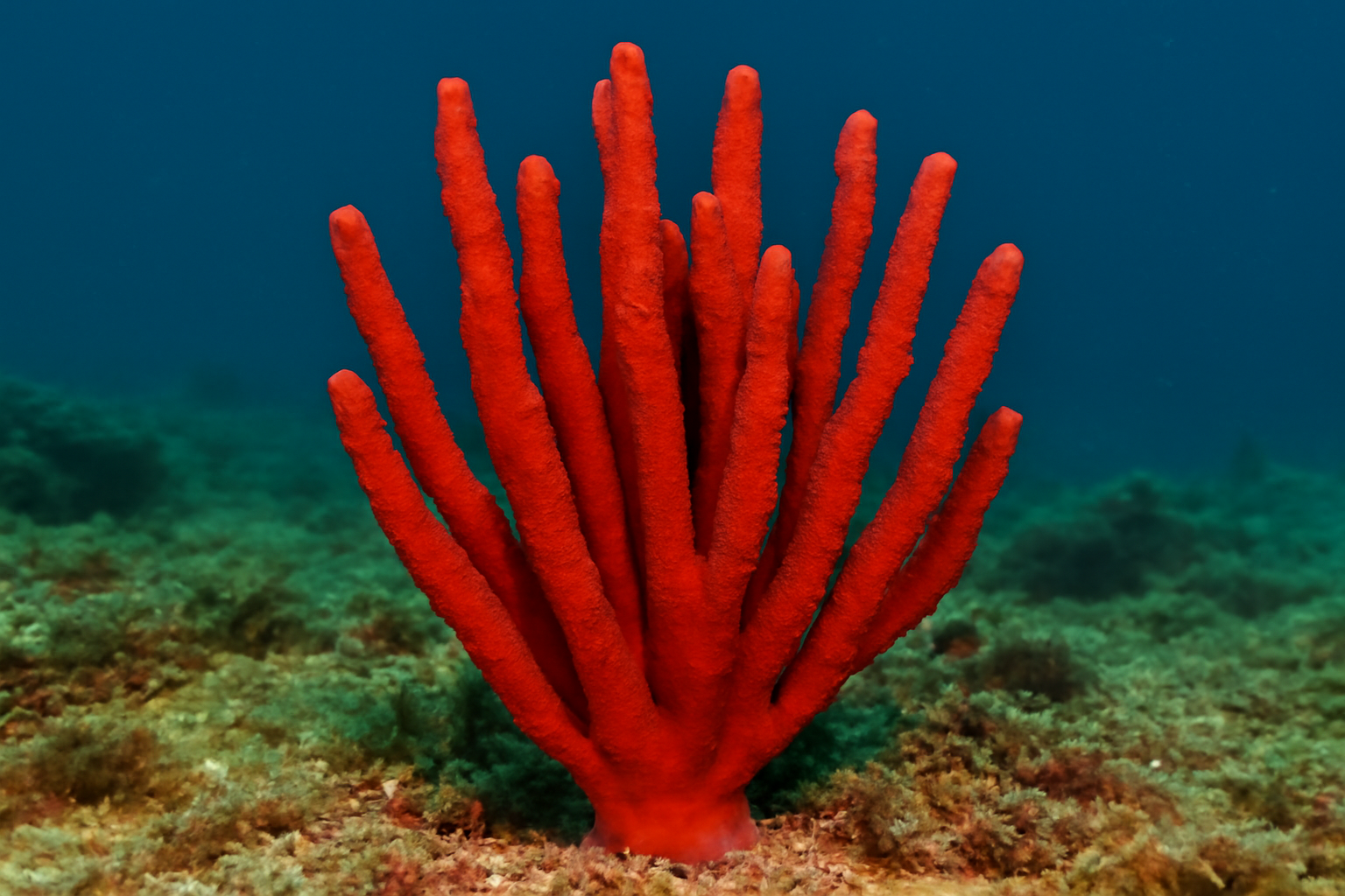 Red Needle Sponge