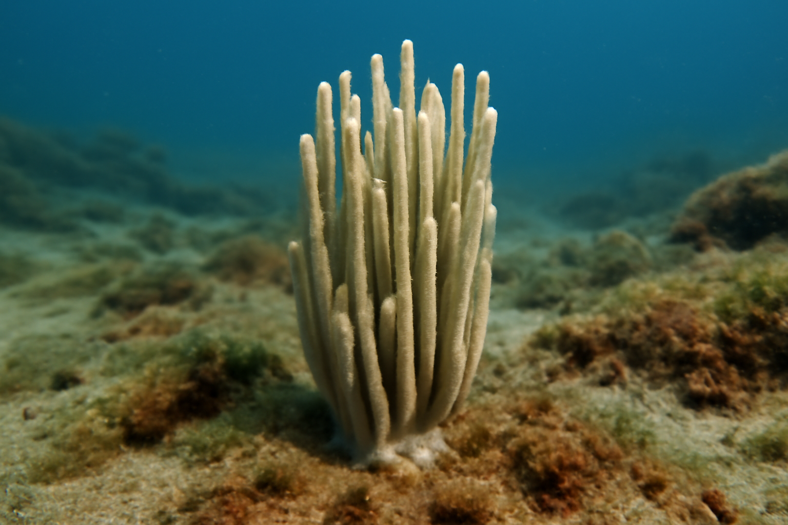 Slender Needle Sponge