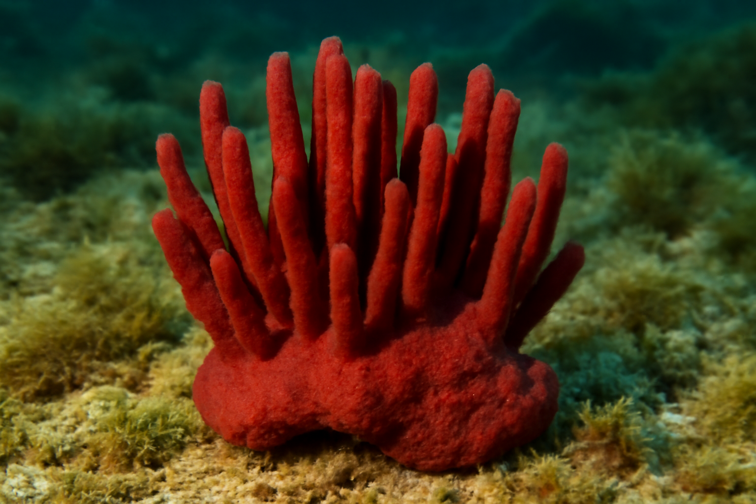 Red Tuft Sponge