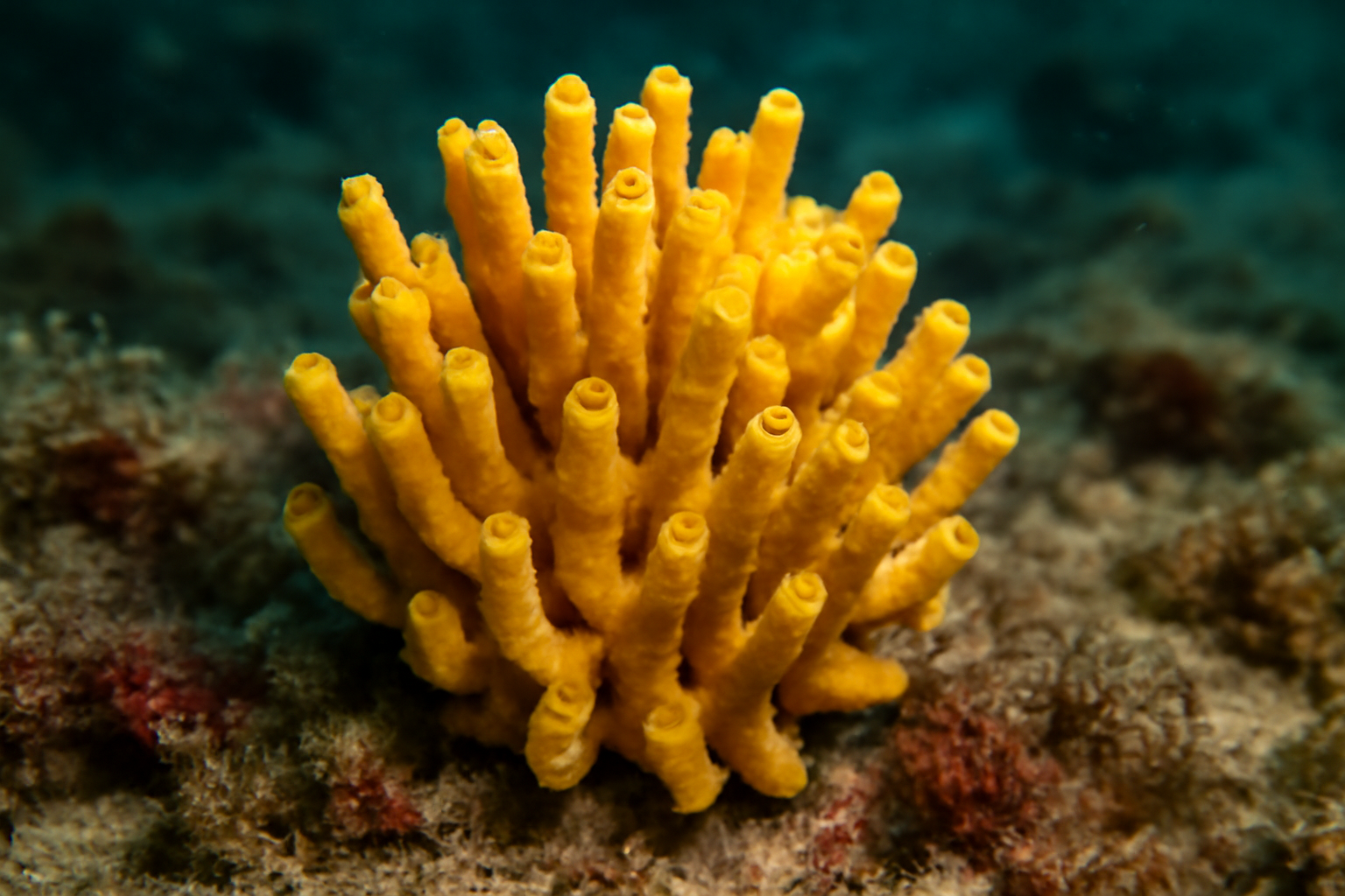 Yellow Tuft Sponge