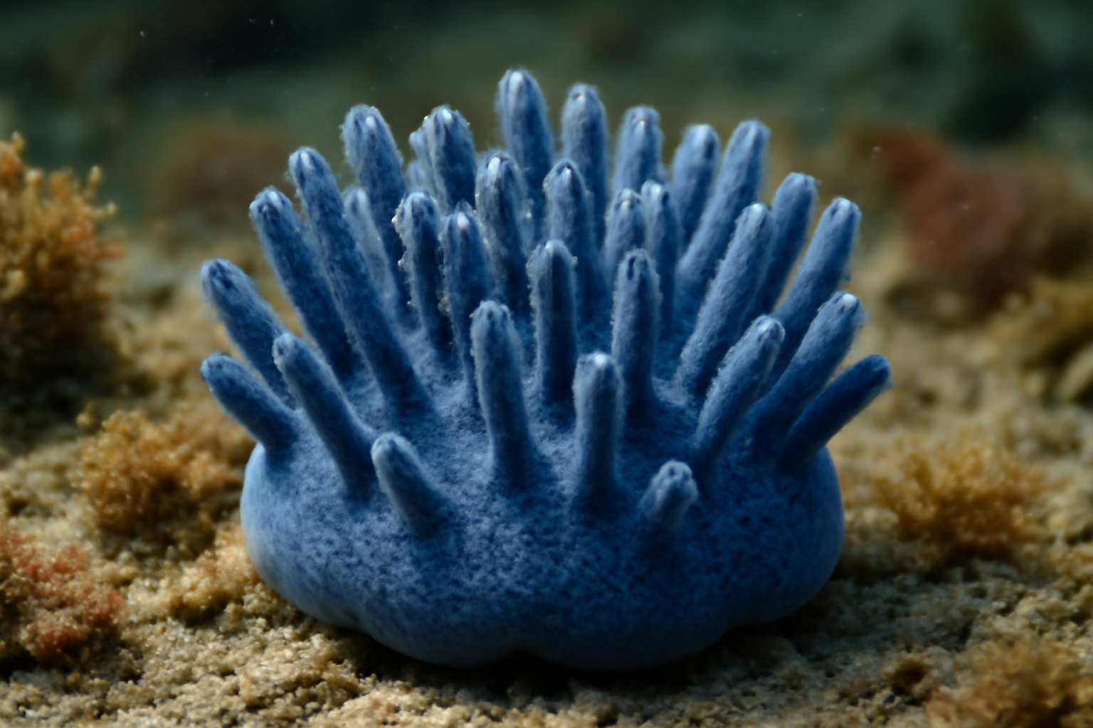Blue Tuft Sponge