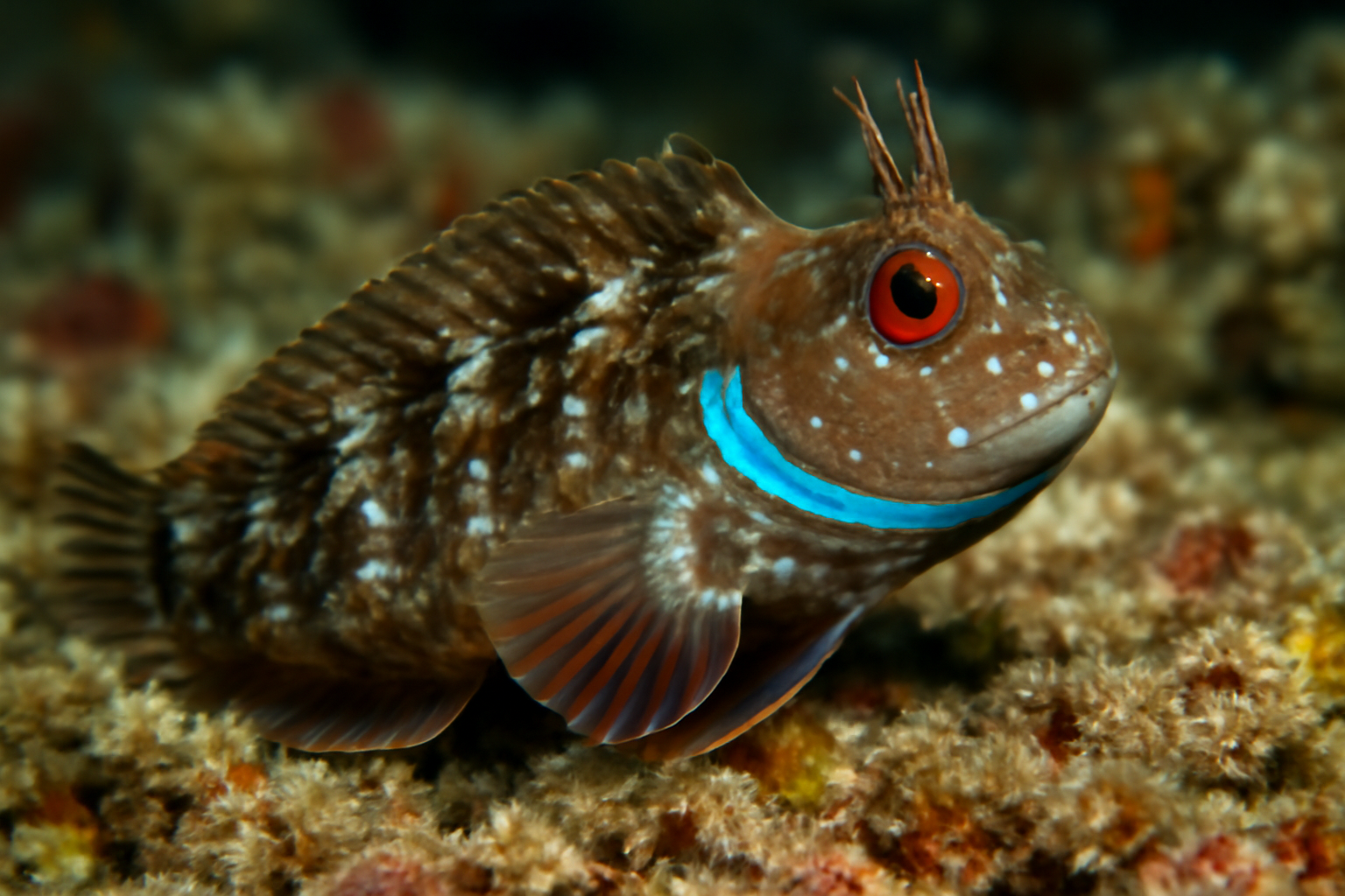 Ringneck Blenny