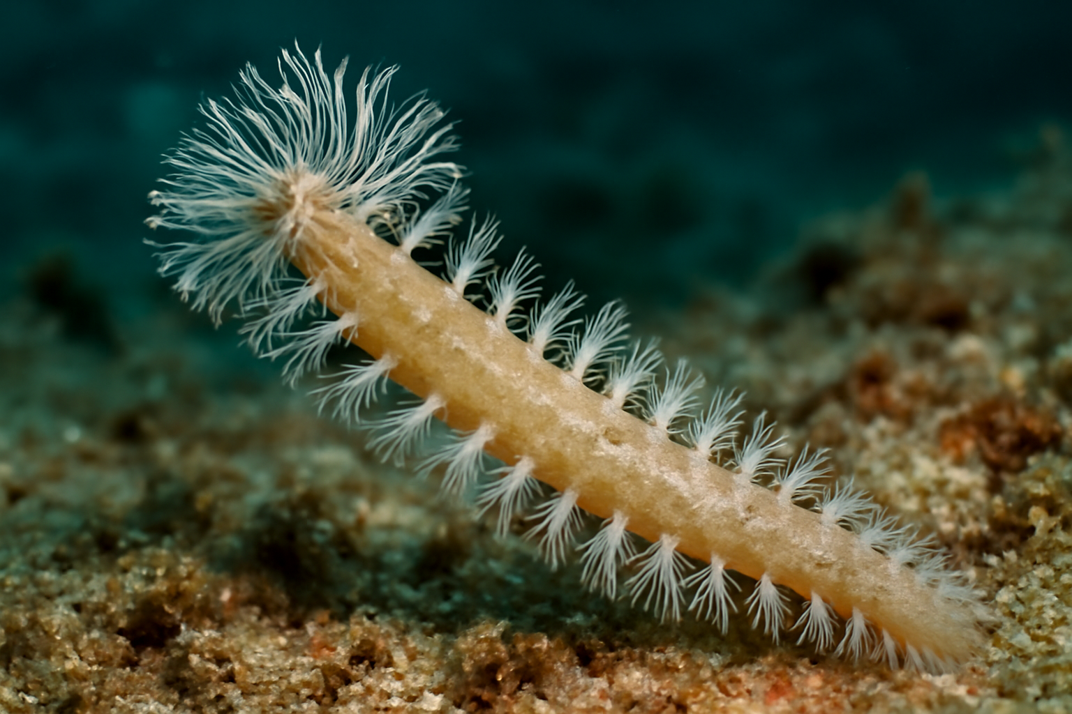 Mediterranean Dictyaulus
