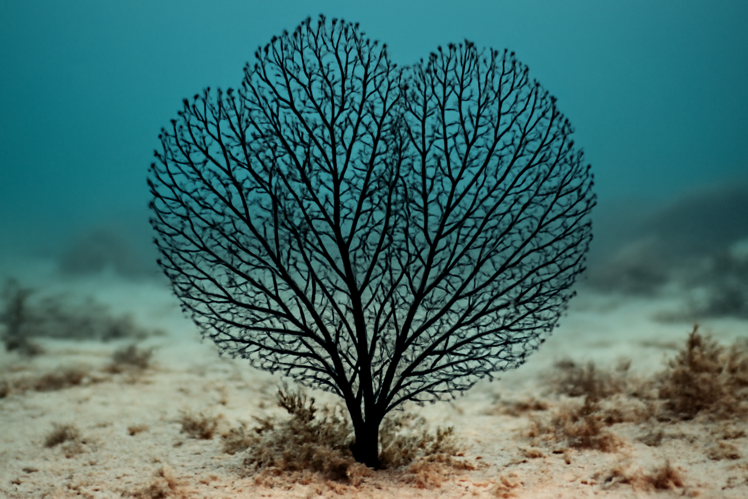 Black Sea Dictyaulus