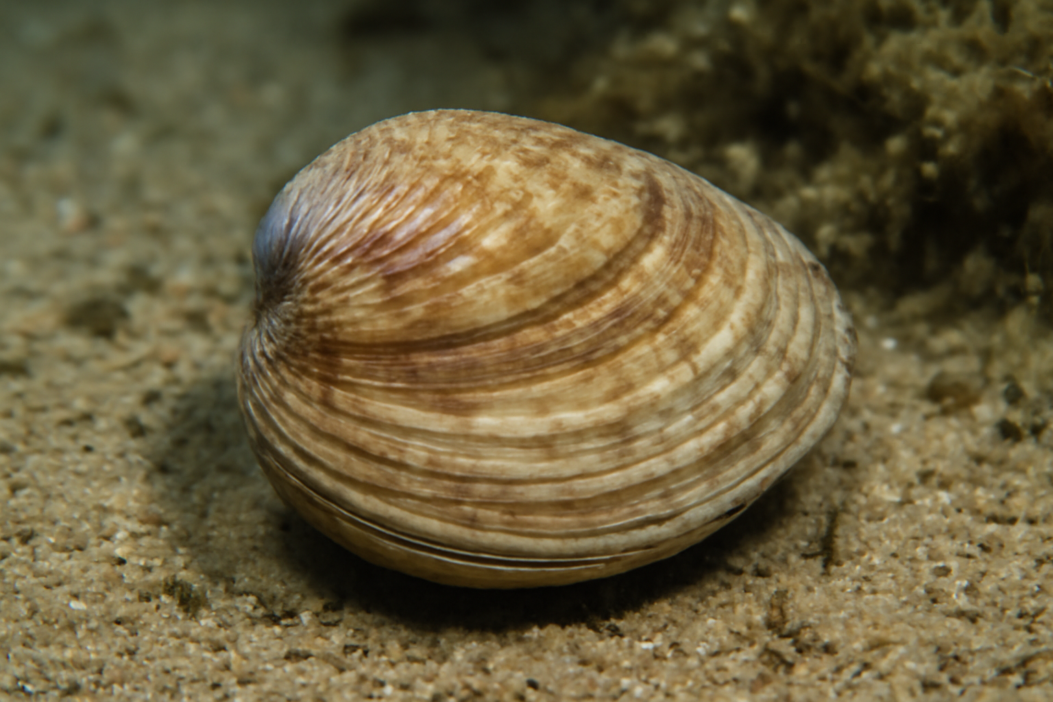 Corbitella Sand Clam