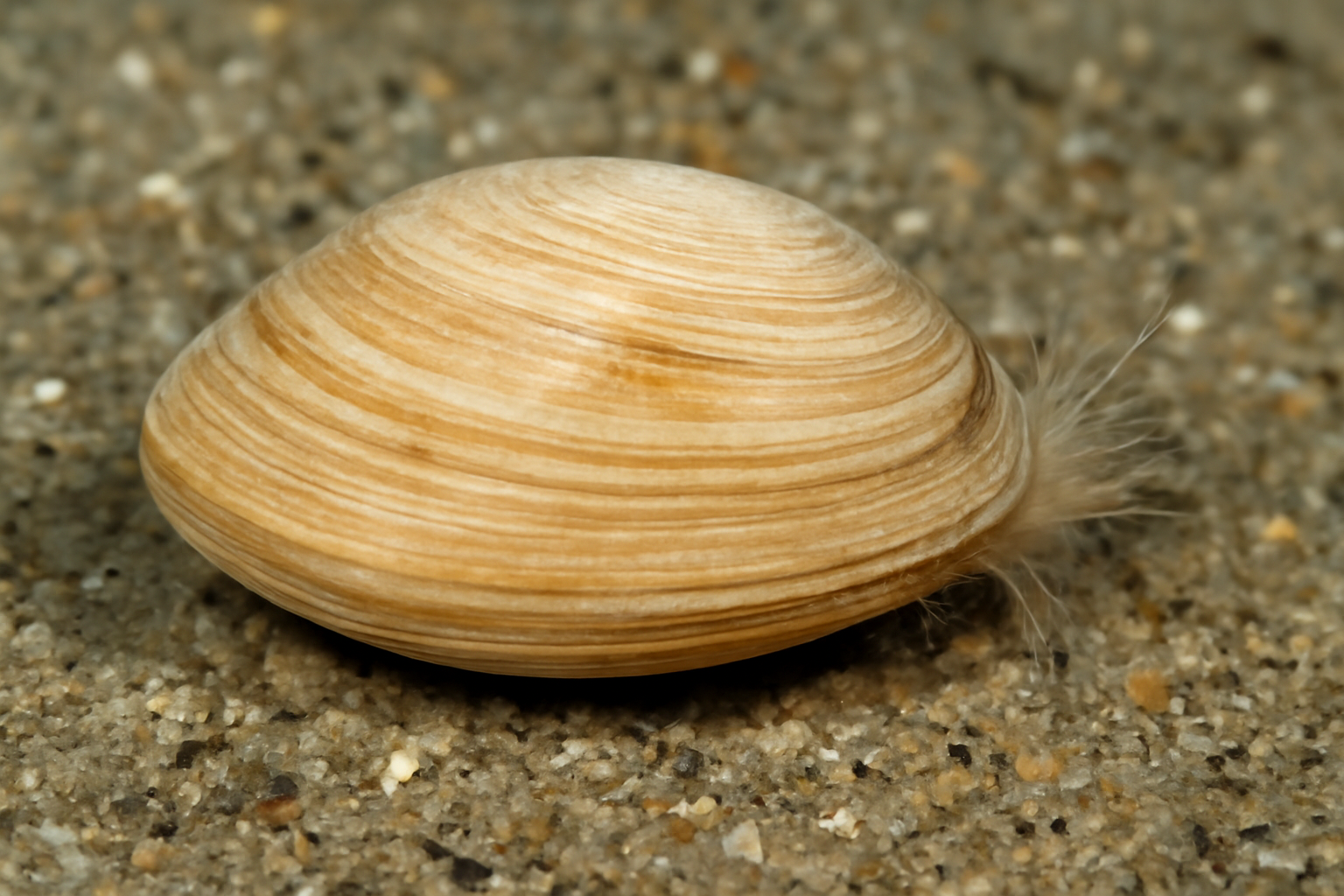 Corbitella Mud Clam