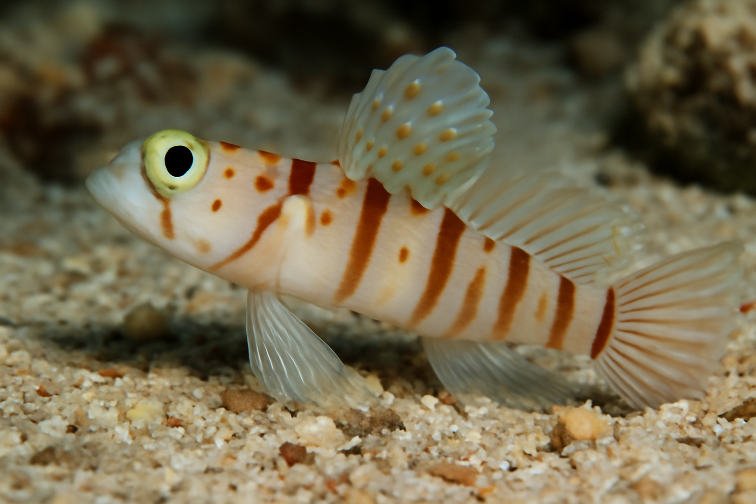 Norris's Prawn Goby