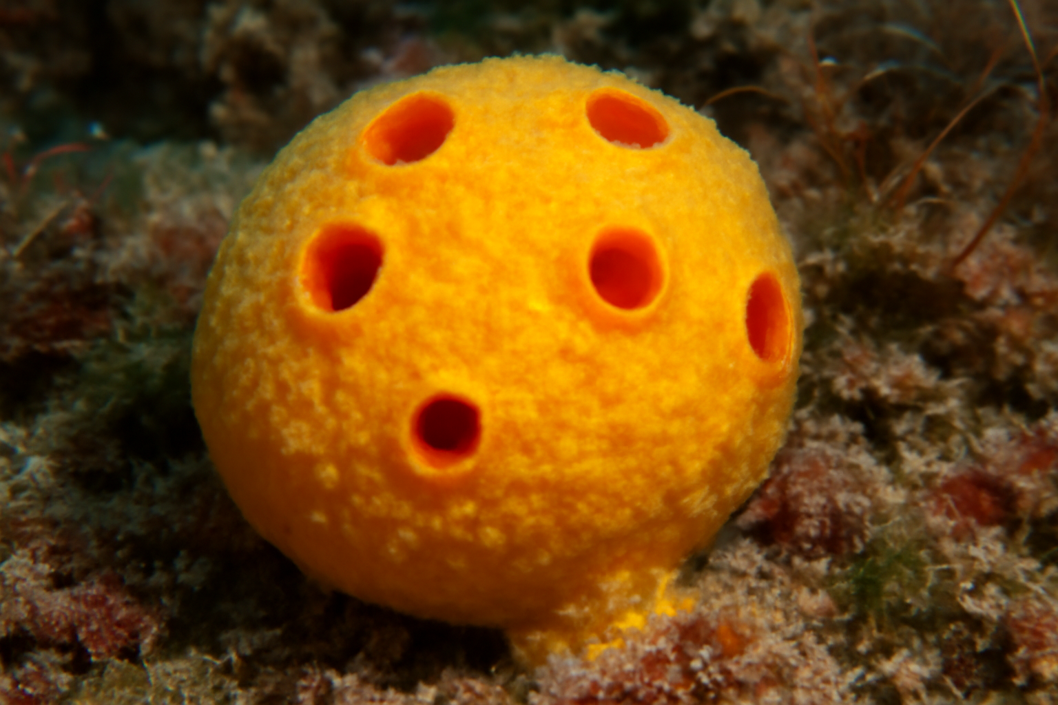 Fruit sponge