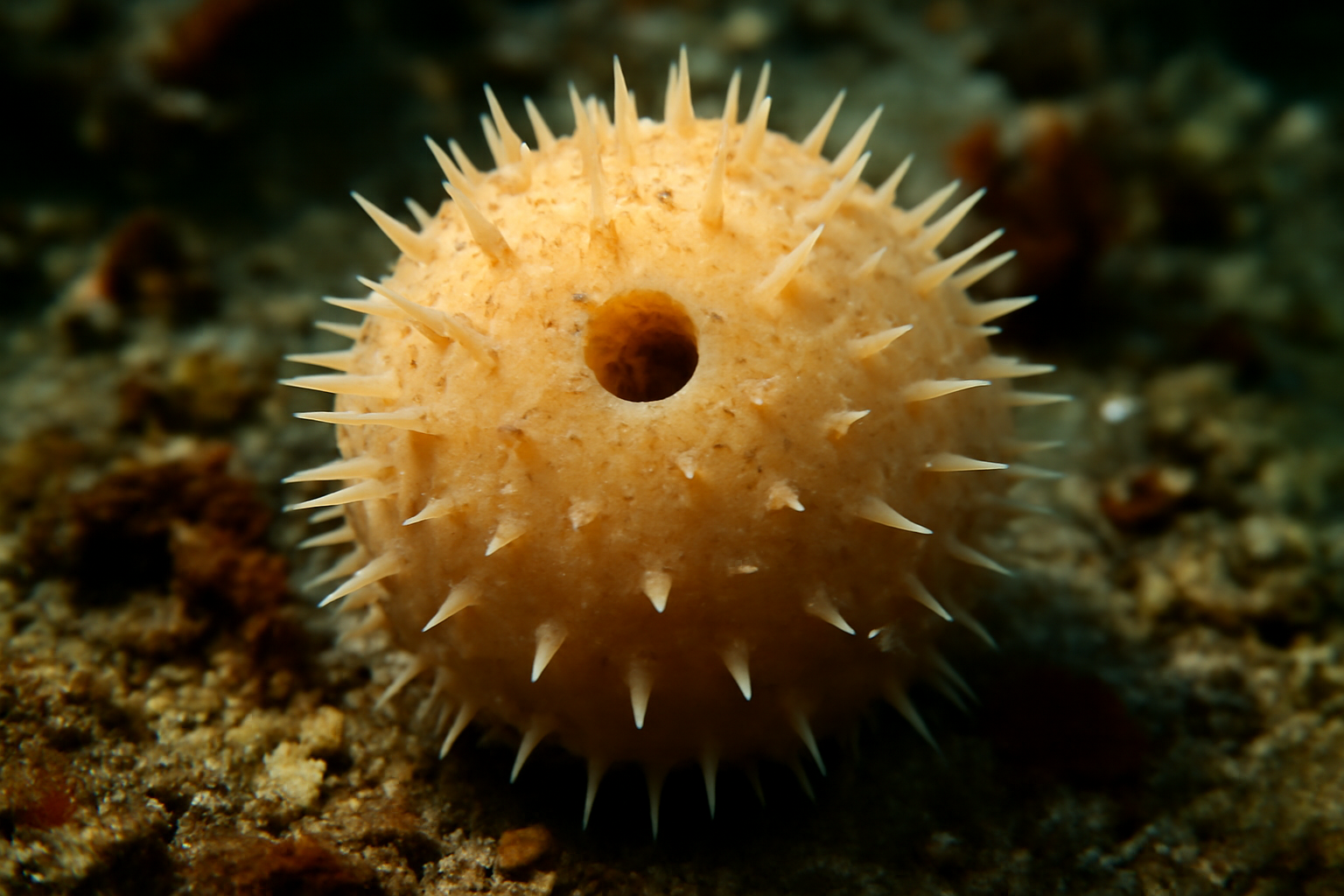 Spiny globe sponge
