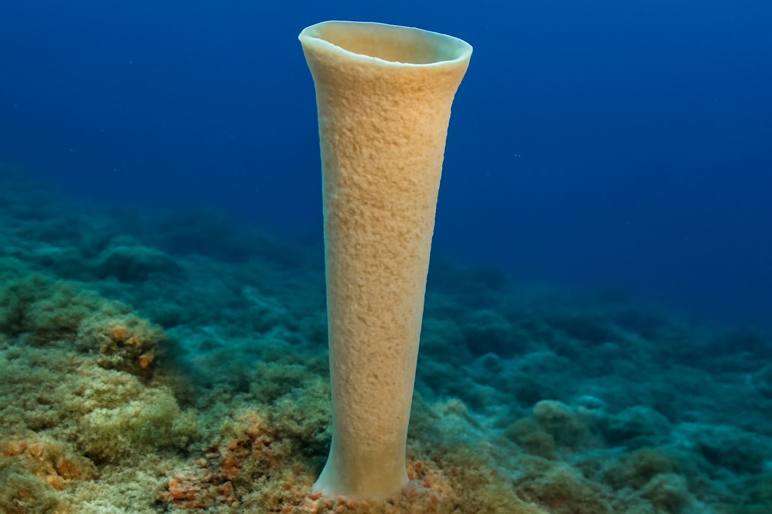 Tall Funnel Sponge