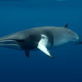 Minke Whale