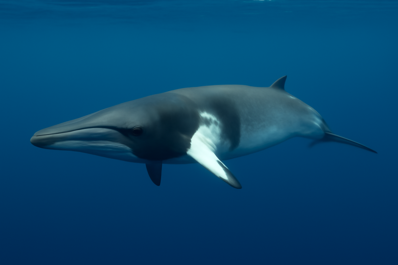Minke Whale