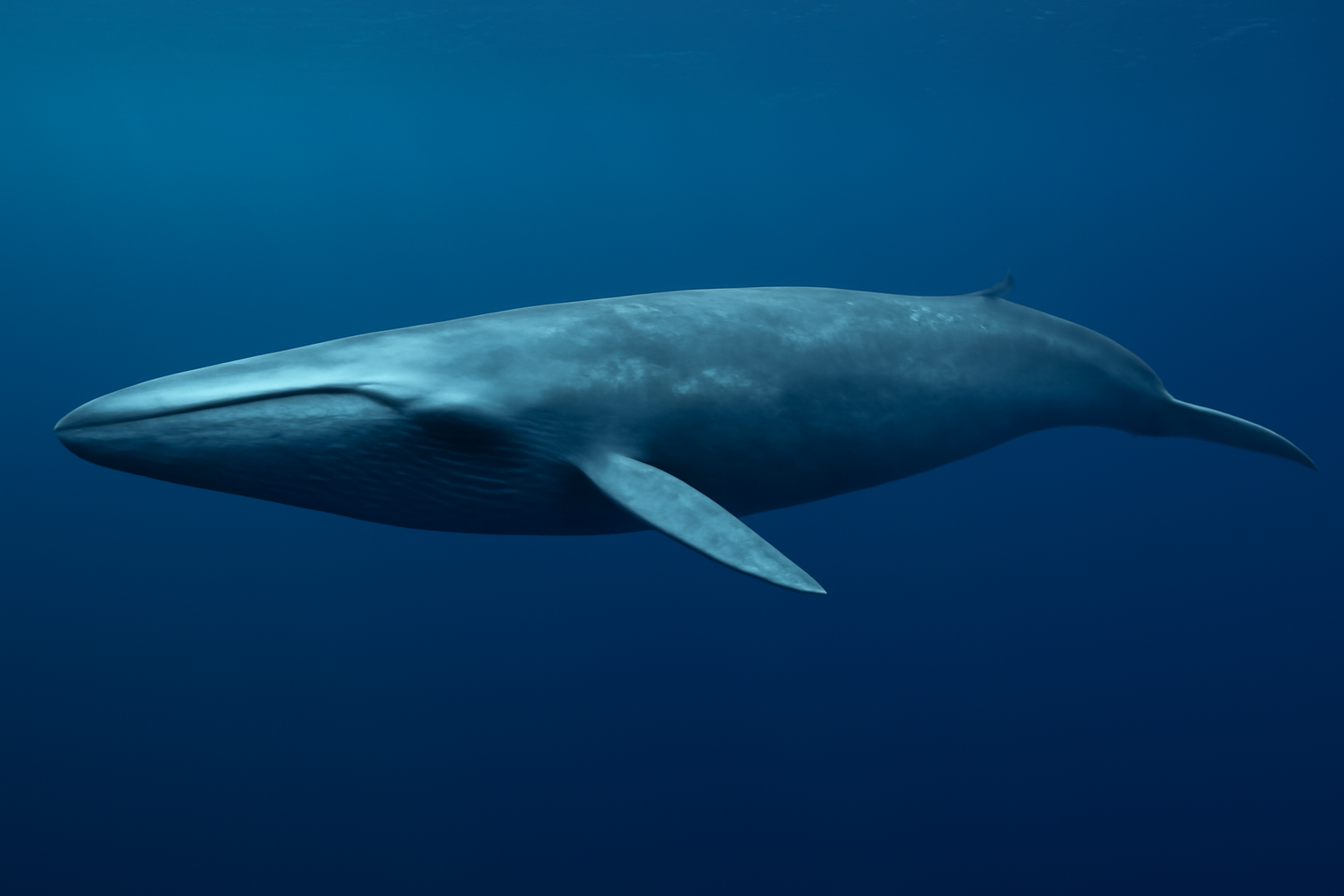 Blue Whale