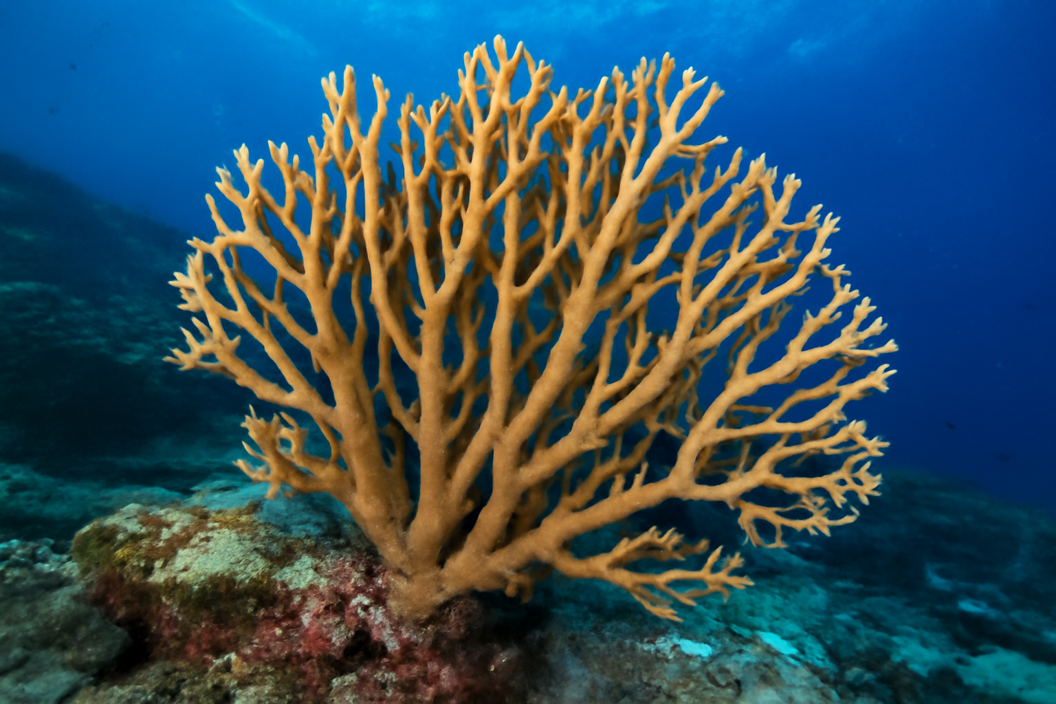 Thick-branched sea fan