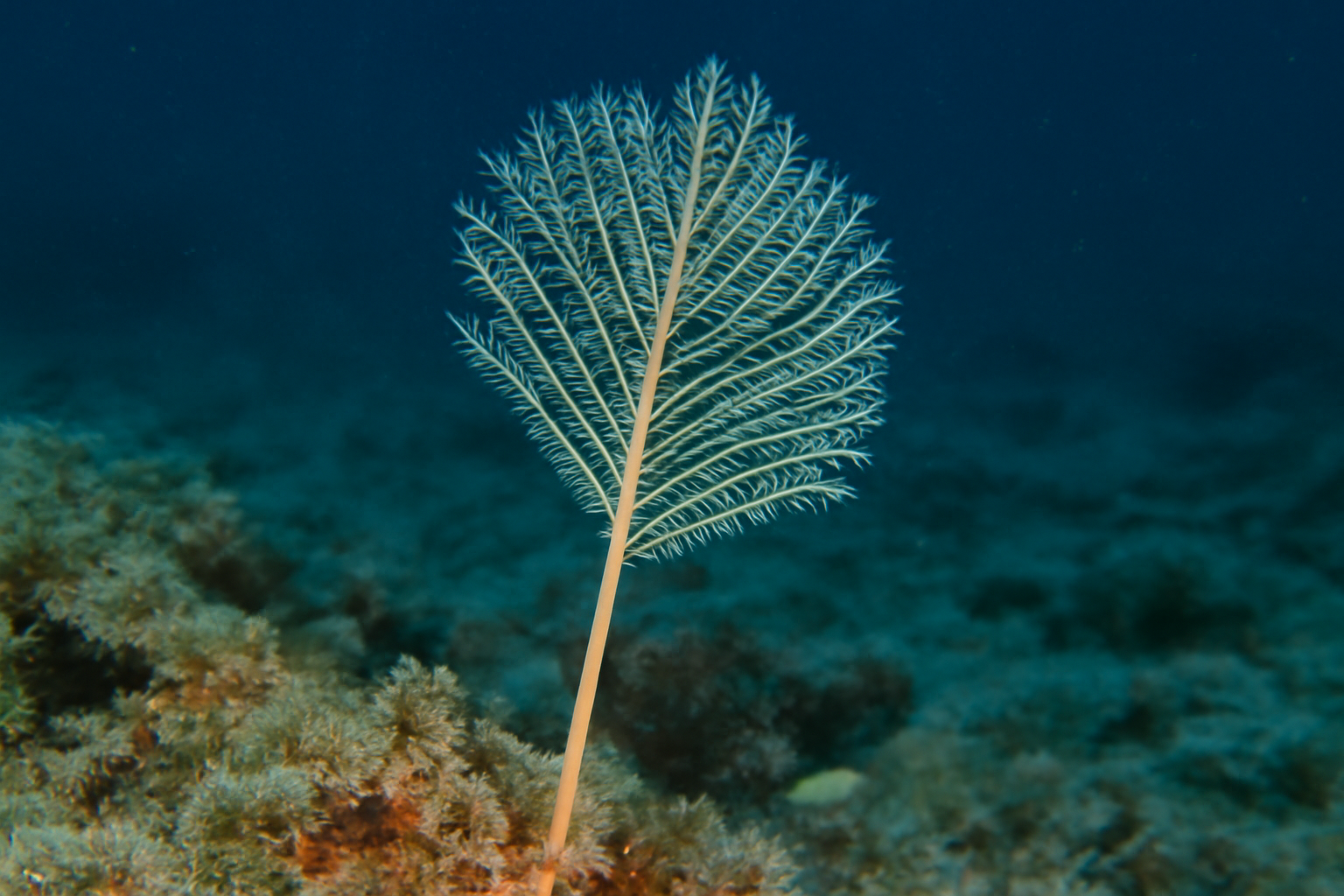 Slender sea fan