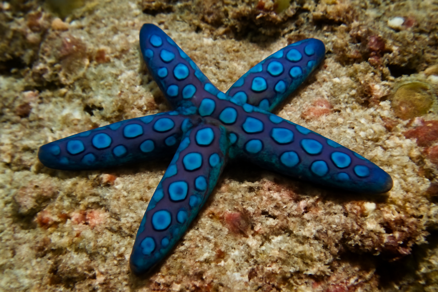 Blue Ring Sea Star