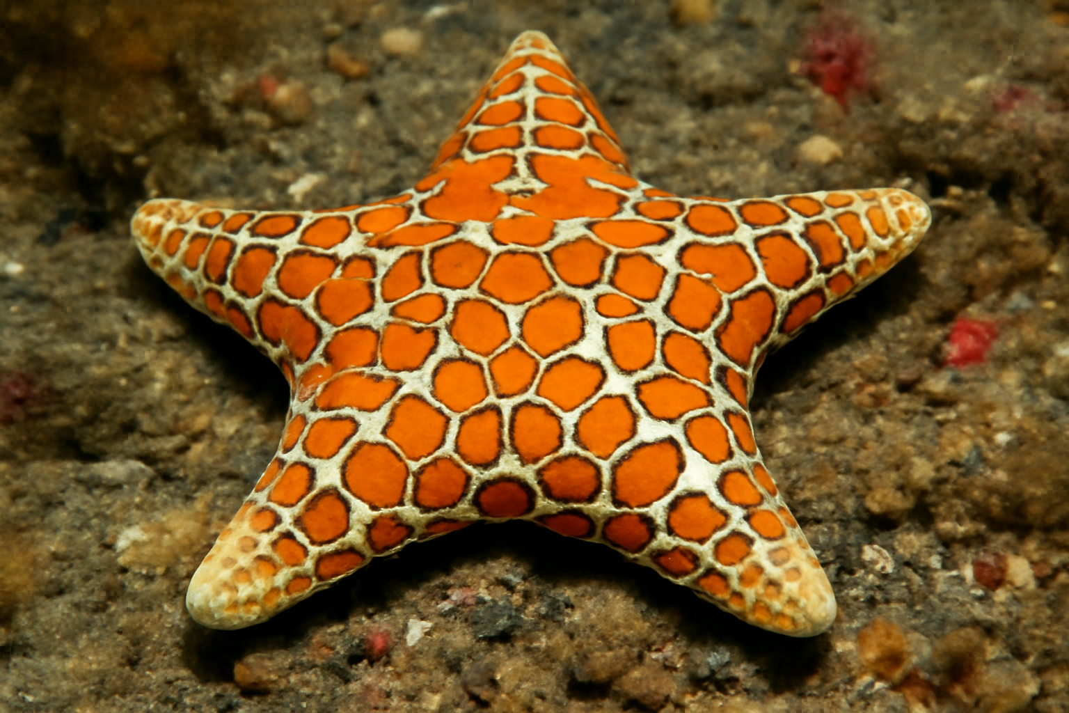Mosaic Sea Star