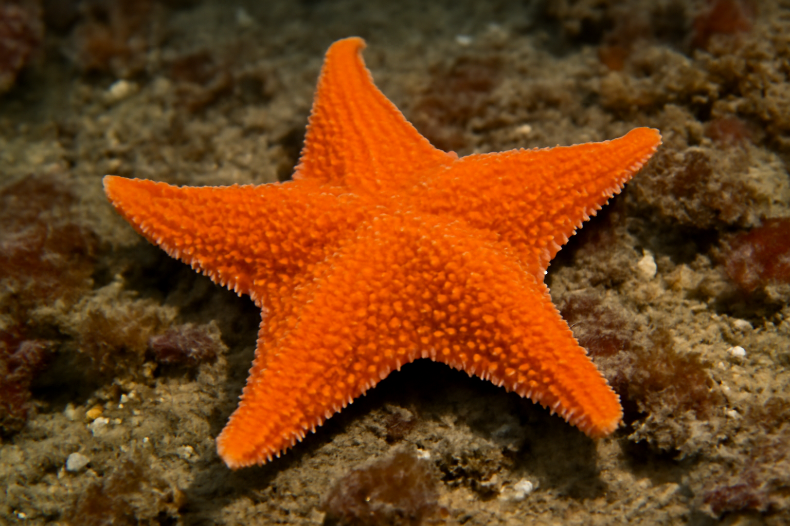 Southern Sea Star