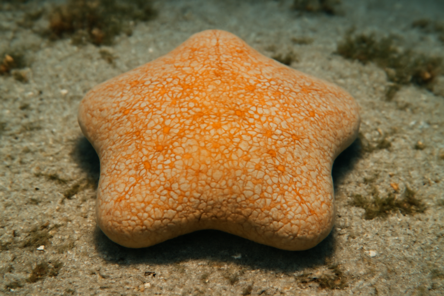 Biscuit Sea Star