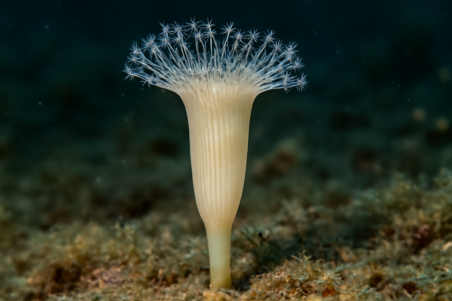 Amphidiscophora mediterranea