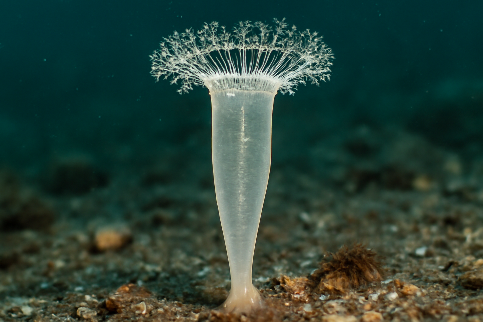 Amphidiscophora pacifica